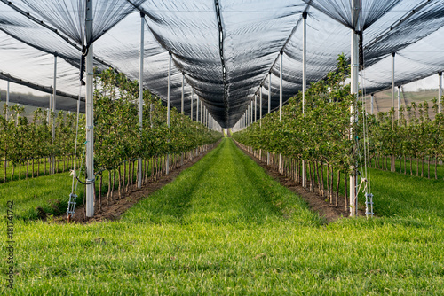 Orchard protected with anti hail net