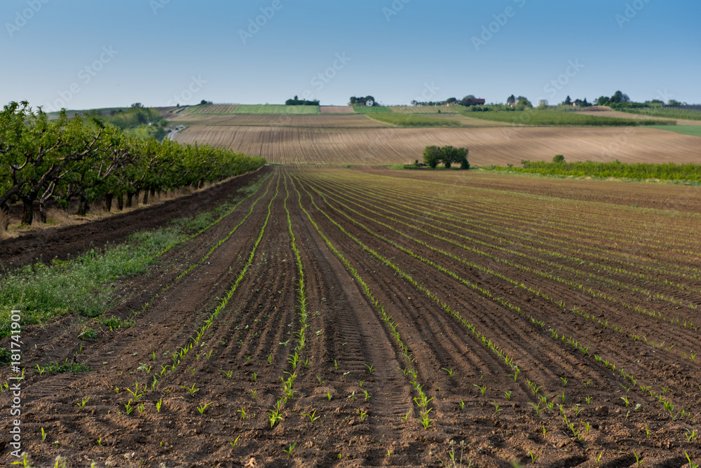 Agriculture field, lanscape
