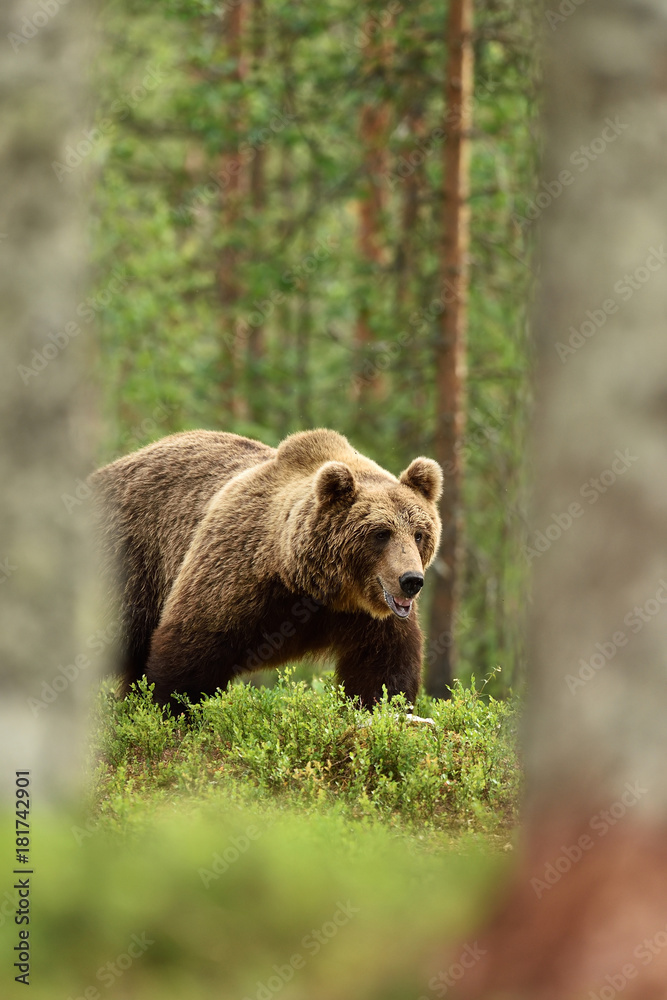Big male brown bear walking in forest
