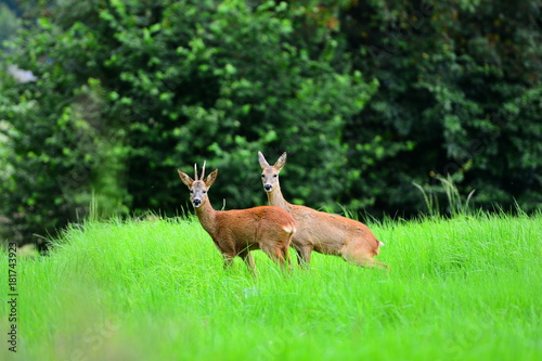 Young deer couple on the meadow.