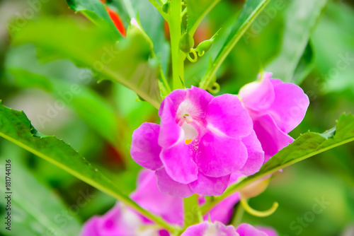 Obraz na płótnie Impatiens Balsamina