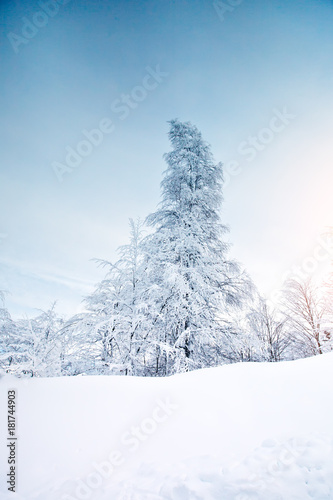 Beautiful winter landscape with snow covered trees. Happy New Year. Merry Christmas © Anna