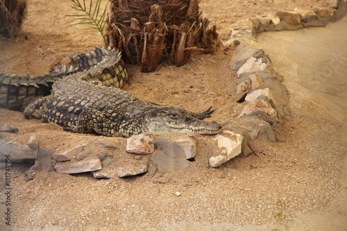 Принти на полотні Crocodile lying on the sand