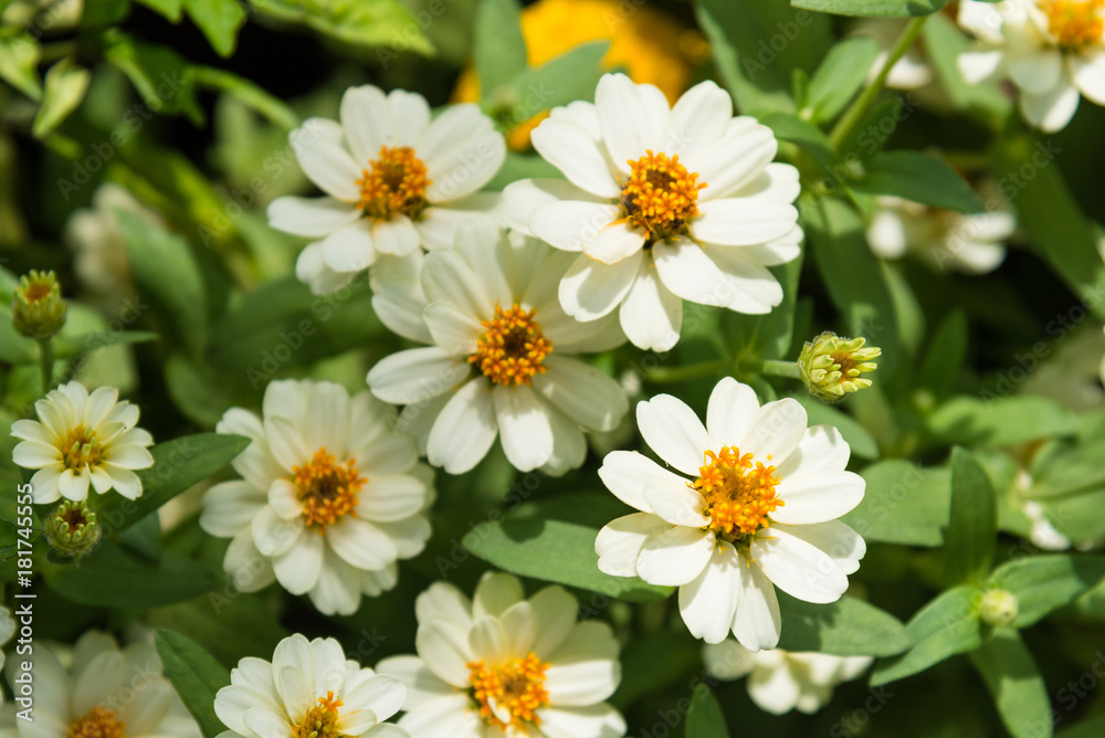 Fototapeta premium Beautiful cosmos flowers are in farm in the evening.Thailand.