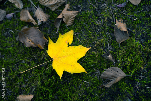 concept yellow leaf on a moss green bacground shoot from above in contrast with dead leaves background for creative websites and slideshows