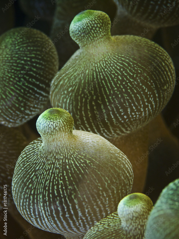 Naklejka premium Bulb tentacle of a sea anemone, Blasenanemone (Entacmaea Quadricolor)