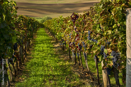 Czech Republic, Moravia, vineyard before grape harvest