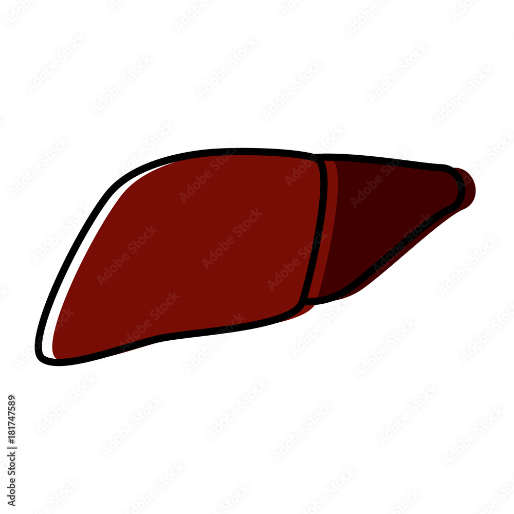 liver human organ icon vector illustration graphic design liver human organ icon vector illustration graphic design