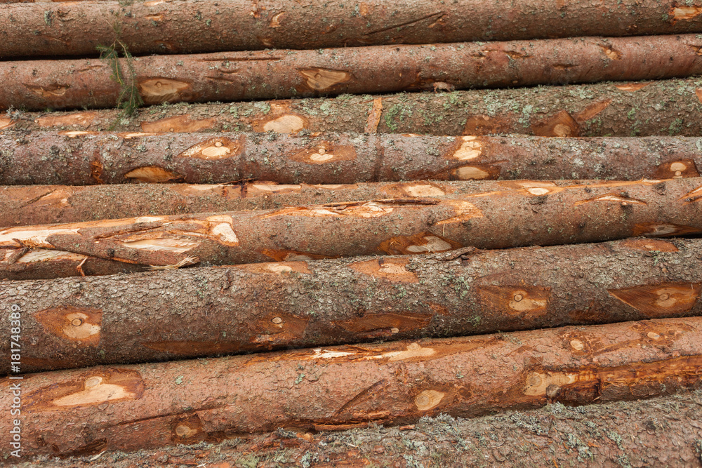 cut pine tree inside an Italian forest. Cross section of a young pine tree cut pine tree inside an Italian forest. Cross section of a young pine tree