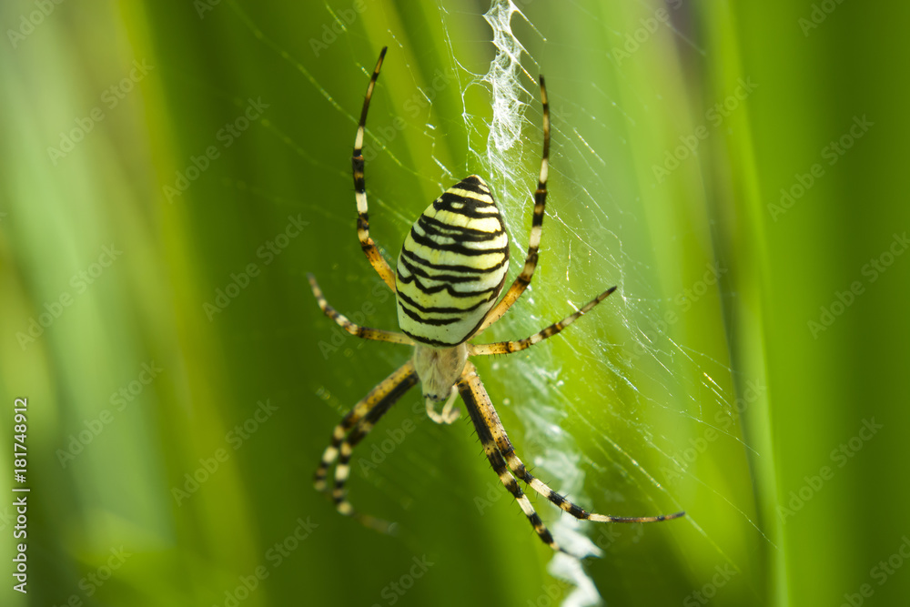 Obraz premium Spider in stripes on the net