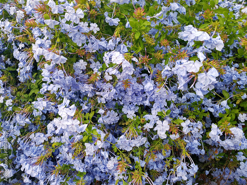 Bleiwurz, Plumbago, auriculata photo