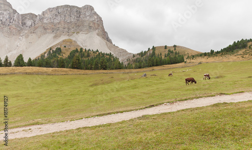 some cows in a pasture in Val di Funes in Italy photo