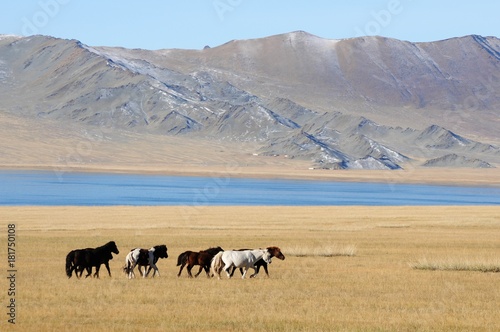 Beautiful free horses dash in the wilderness mountains of snowy mongolia during the golden eagle festival 