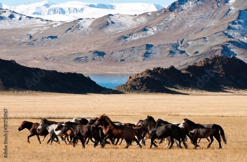Beautiful free horses dash in the wilderness mountains of snowy mongolia during the golden eagle festival  © gilad