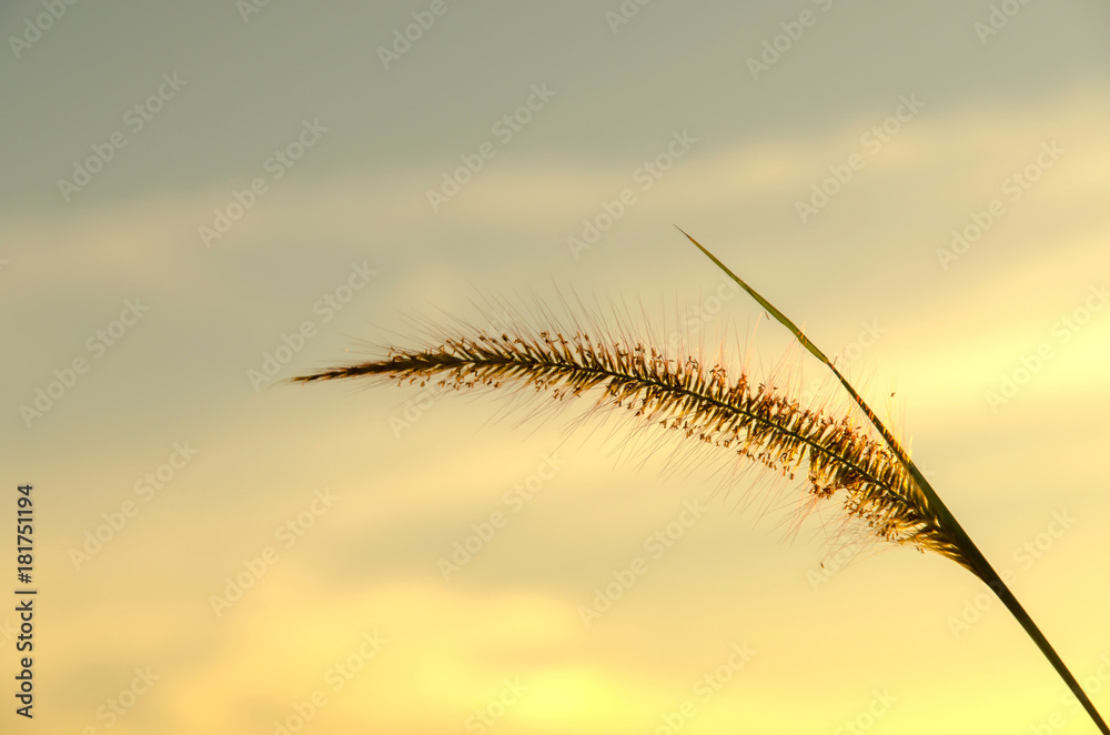 Close-up of grass flower on morning in the garden.