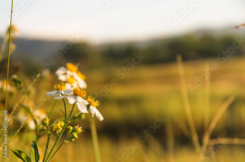 White grass flower and white flower in the garden, Close-up of grass flower on morning.