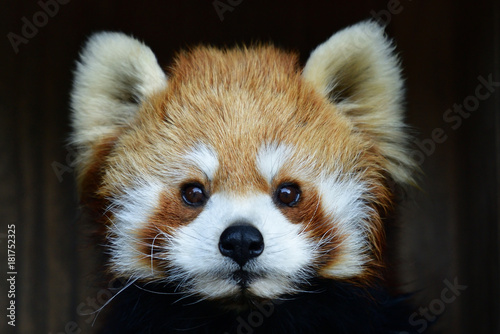 Canvas Print red panda