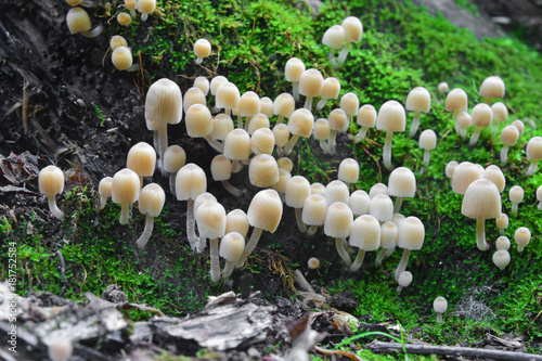 psathyrella pygmaea mushroom