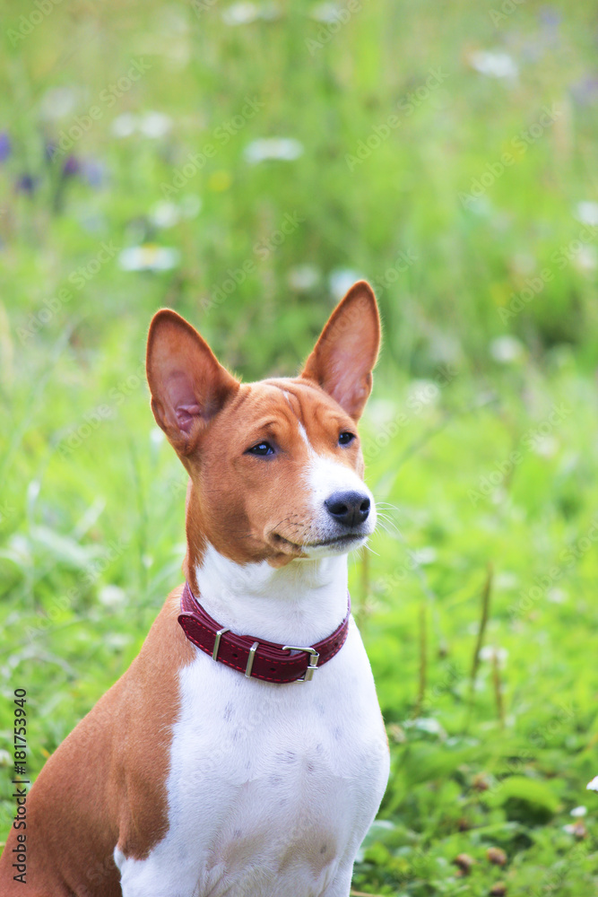 Basenji dog in the park. Purebred gorgeous dog. Basenji dog in the park. Purebred gorgeous dog.