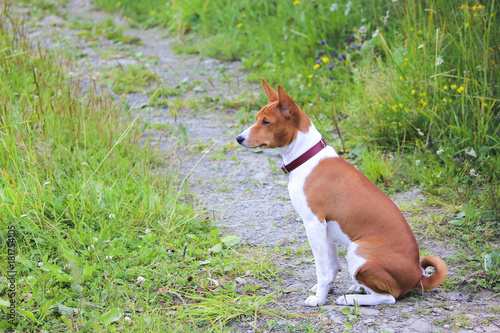 Basenji dog in the park. Purebred gorgeous dog.