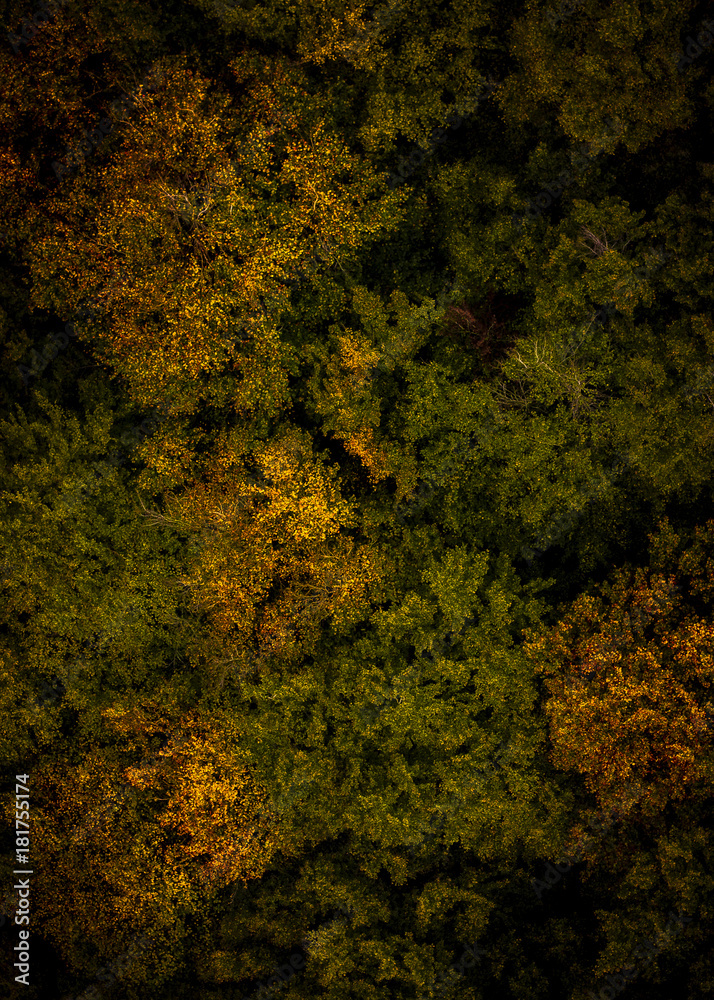 Aerial of the english countryside in Autumn / fall with dense forest and orange leaves Aerial of the english countryside in Autumn / fall with dense forest and orange leaves