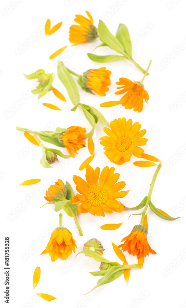 Colorful bright pattern of orange calendula flowers