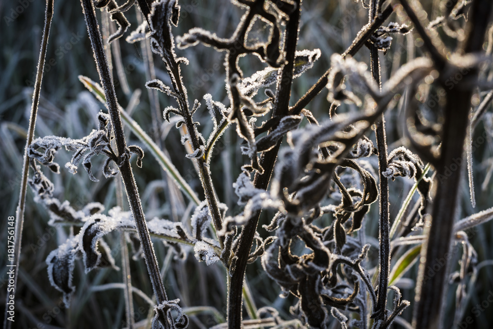 Frost covered plants
