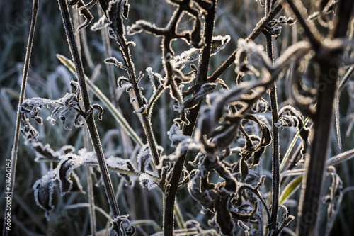 Frost covered plants