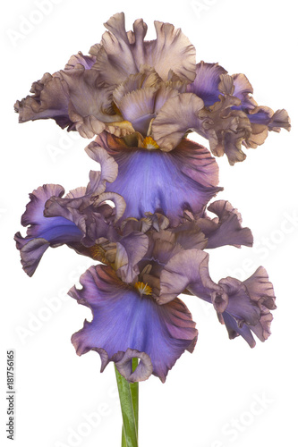 Fototapeta Naklejka Na Ścianę i Meble -  iris flowers isolated