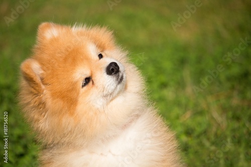 portrait d'un petit chien spitz nain qui est assis en regardant son maître