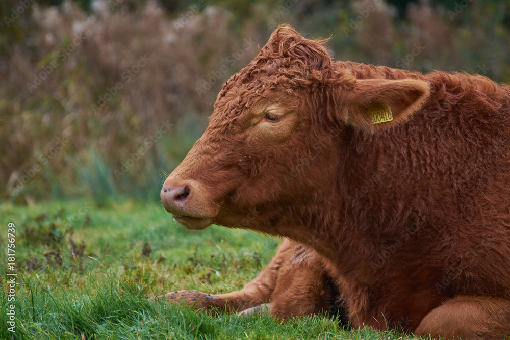 Grazing Cattle Grazing Cattle