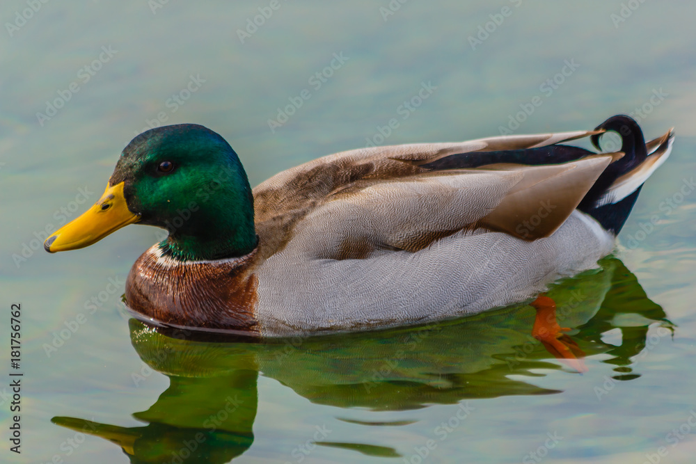 Obraz premium a male specimen of the mallards is swimming in a lake /It is a water bird of the duck family living in the wetlands, in Italy it is called capoverde