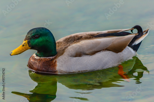 a male specimen of  the mallards is  swimming in a lake /It is a water bird of the duck family living in the wetlands, in Italy it is called capoverde photo