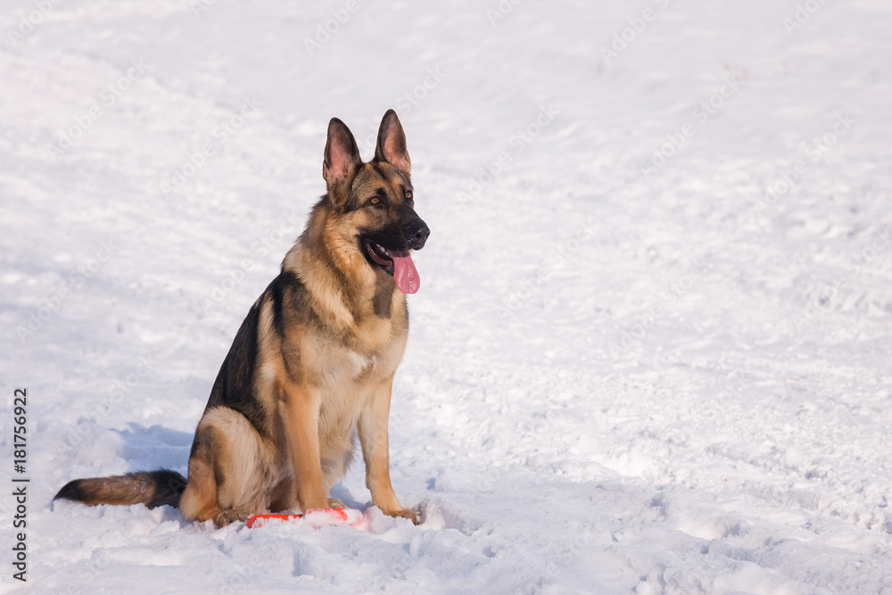 Alsatian dog on the frozen lake Alsatian dog on the frozen lake