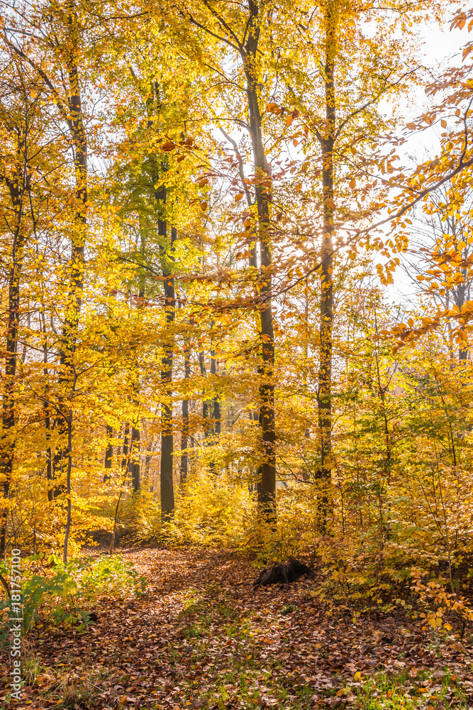 Colourful autumn forest