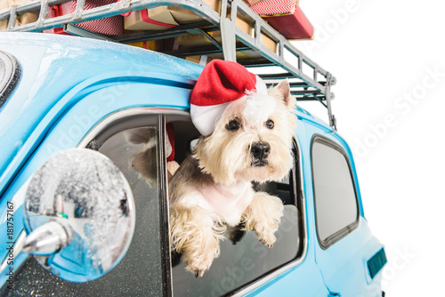 White Terrier in car with christmas gifts