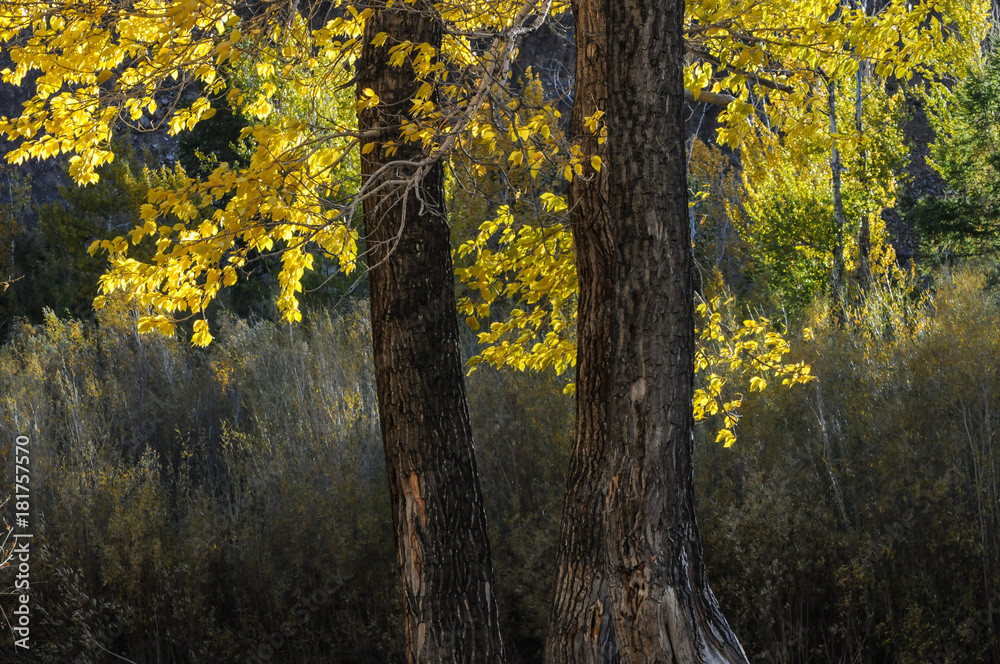 beautiful park in the altai mountains during autumn emphasize the yellow leafs beautiful park in the altai mountains during autumn emphasize the yellow leafs