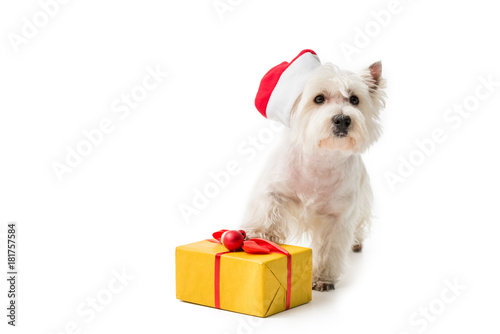  White Terrier in santa hat with gift