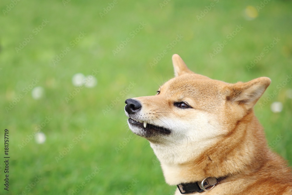 le chien shiba inu montre les dents et grogne