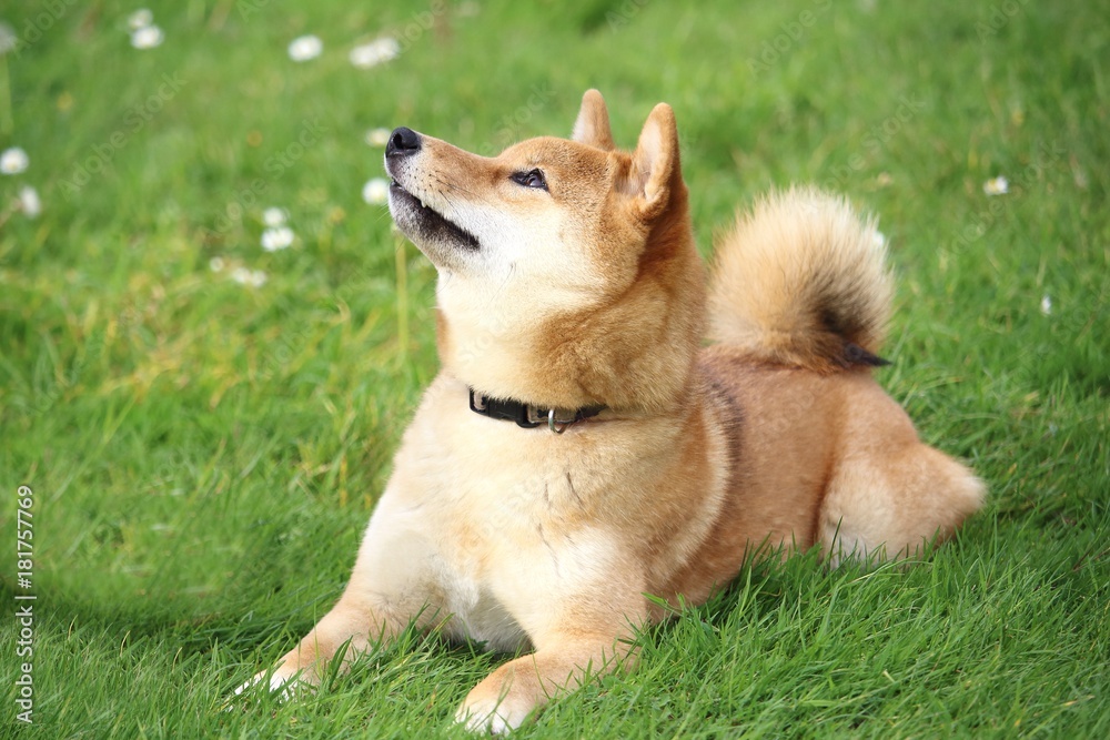 le chien shiba est allongé dans l'herbe et regarde en haut