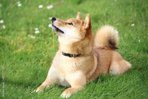 Foto le chien shiba est allongé dans l'herbe et regarde en haut