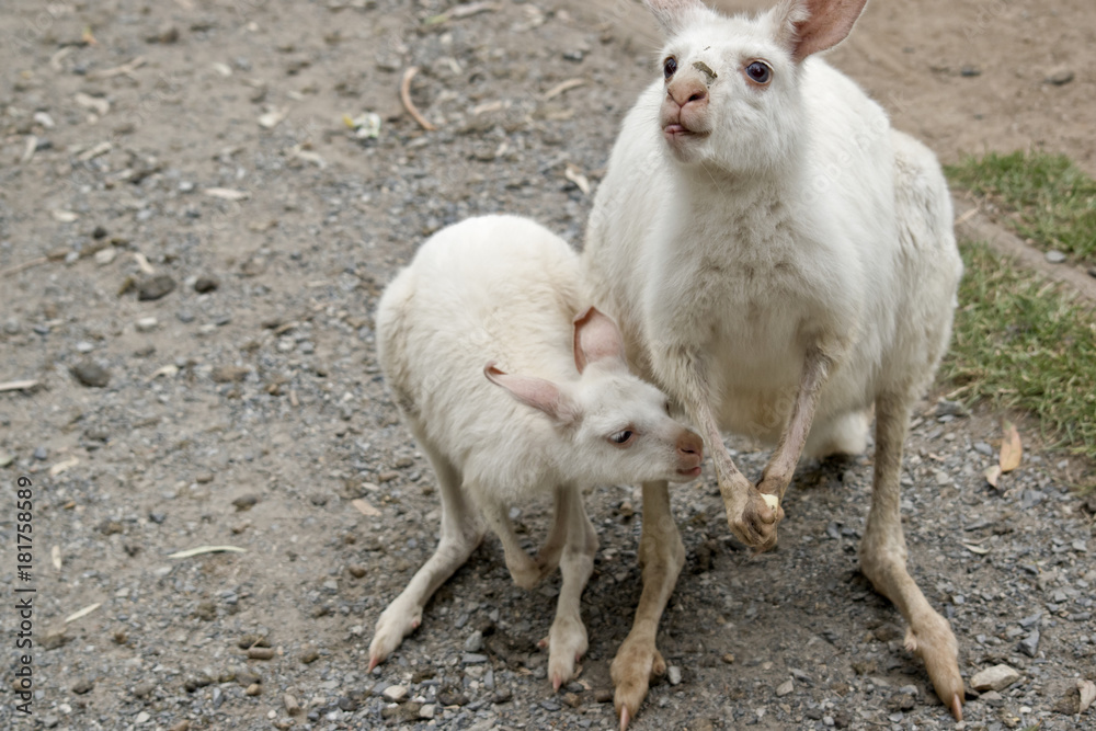 albino wallaby and her joey albino wallaby and her joey