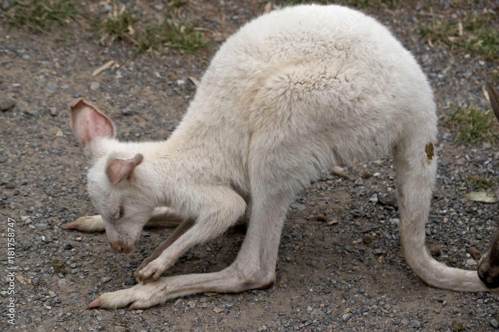 albino wallaby joey