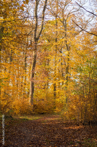 Colourful autumn forest