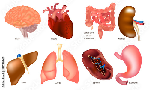 Internal organs set  isolated on white background 