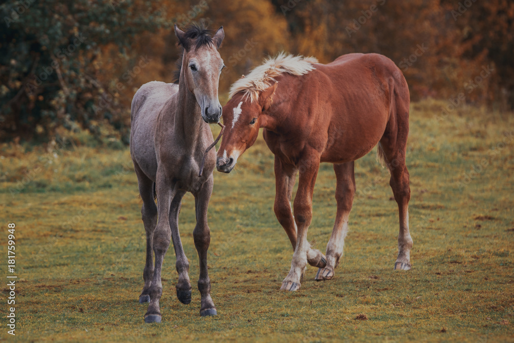 Autumn foals in the herd