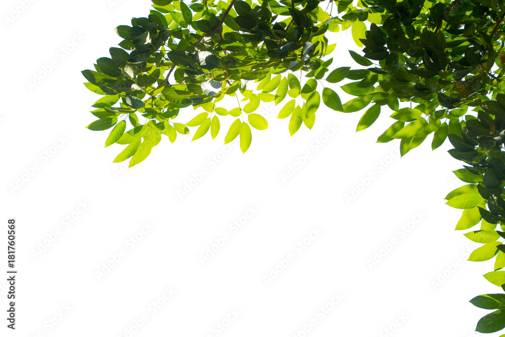 Green leaf and branches on white background Green leaf and branches on white background