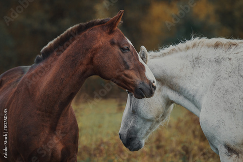Love and tenderness of horses in the herd