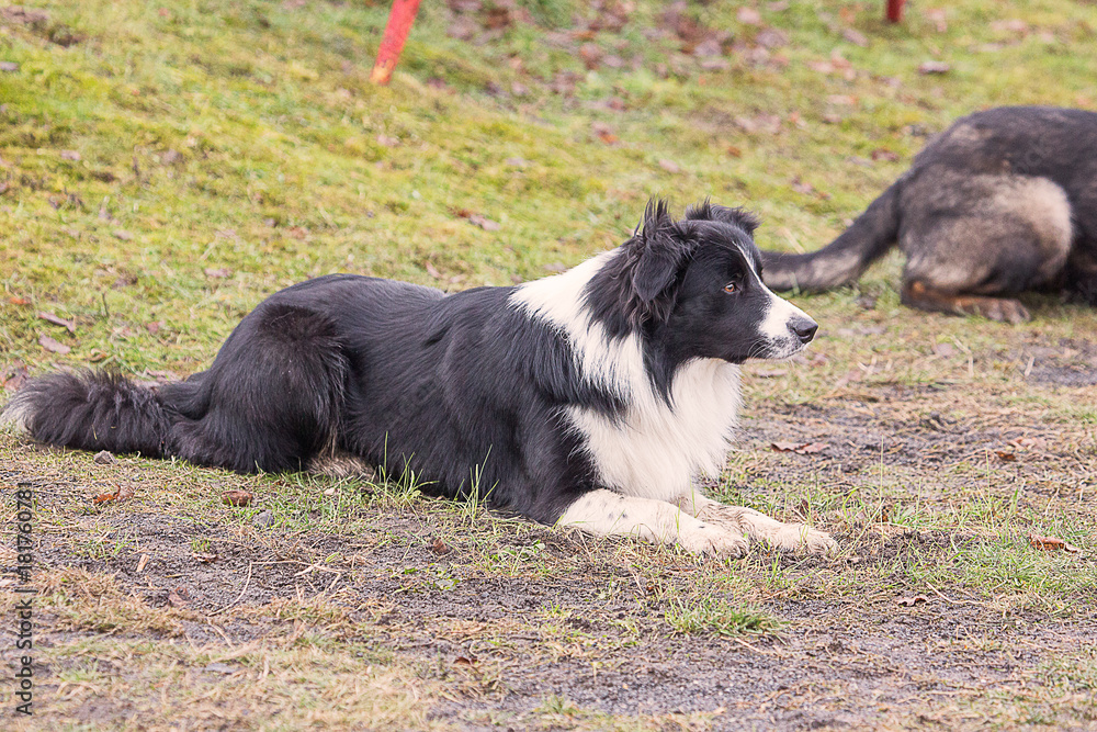 Border collie dog in obedience contest in belgium - chien border collie en concours d'obéissance en belgique Border collie dog in obedience contest in belgium - chien border collie en concours d'obéissance en belgique