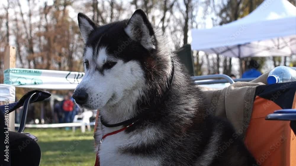 Photo of humor. Dog show. Malamute falls asleep while sitting. A funny, sleepy dog. Photo of humor. Dog show. Malamute falls asleep while sitting. A funny, sleepy dog.
